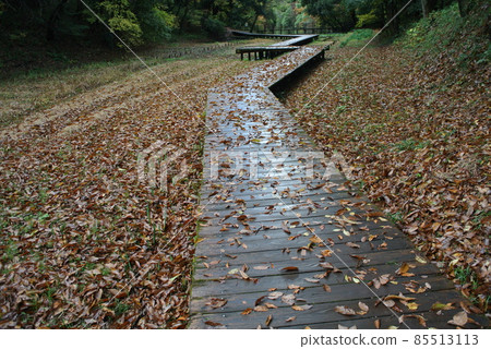 深秋的公園長廊上堆積著赤櫟落葉 85513113