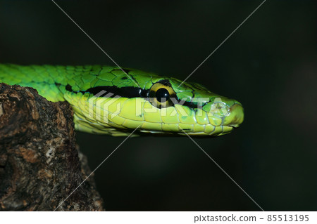 Closeup of the head of a beautful green Rein snake, Gonyosoma frenatum Closeup of the head of a beautful green Rein snake, Gonyosoma frenatum 85513195