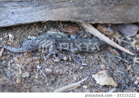 Japanese gecko awakened from hibernation 85513222