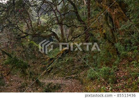 Real himalayan forest without photoshop Real himalayan forest without photoshop 85513436