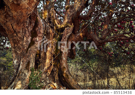 Trunk of an old tree rhododendron Trunk of an old tree rhododendron 85513438