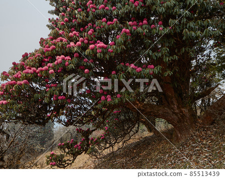 Beautiful rhododendron tree in lush blossom Beautiful rhododendron tree in lush blossom 85513439