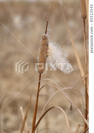 Ears of cattails flying seeds in abandoned paddy fields in winter 85513543
