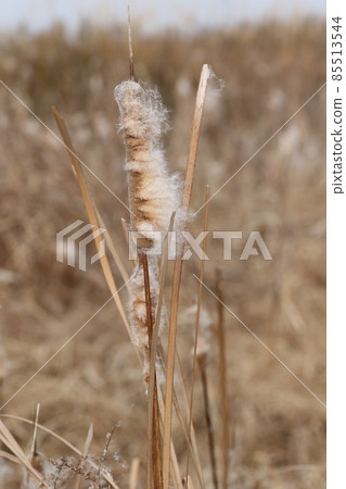 香蒲的耳朵在冬天在廢棄的稻田裡飛種子 香蒲的耳朵在冬天在廢棄的稻田裡飛種子 85513544