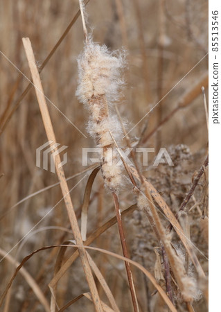 Ears of cattails flying seeds in abandoned paddy fields in winter 85513546
