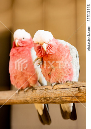 Galah lined up with two birds 85513568