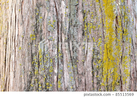 Moss growing on a thick tree 85513569