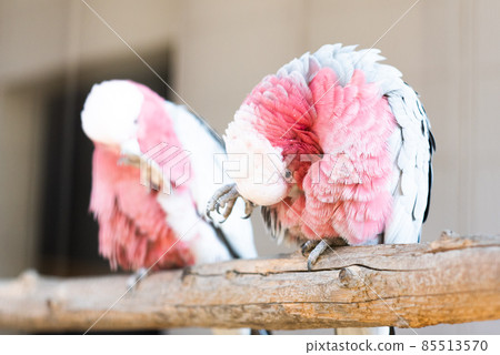 Grooming Galah Grooming Galah 85513570