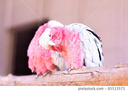 Galah looking over here Galah looking over here 85513571