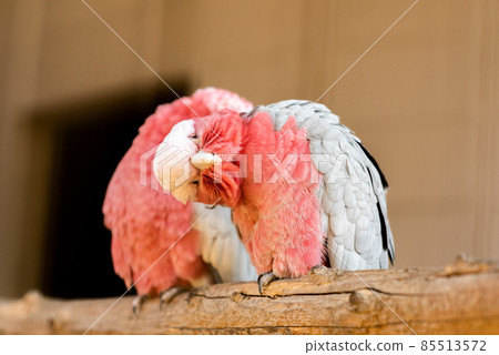 Galah looking at the front Galah looking at the front 85513572