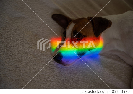 Jack russell terrier dog lies on the bed with rainbow rays on his face.  85513583