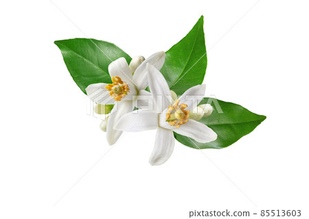 Orange tree white flowers isolated on white 85513603