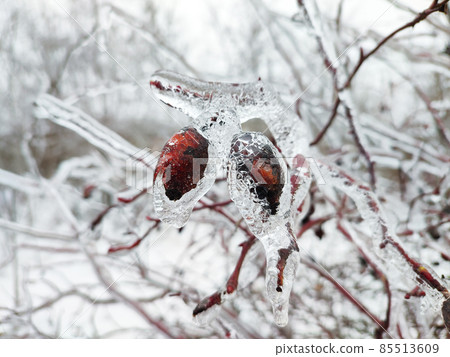 Rose hip with red berries covered with ice on winter background 85513609