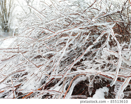 Glaze ice on bush or tree branch in winter forest 85513610