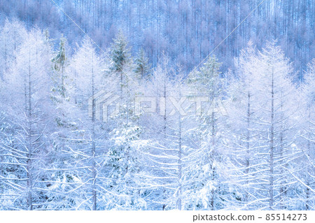 《Nagano Prefecture》 Kirigamine plateau in winter, a primeval forest of hoarfrost 85514273