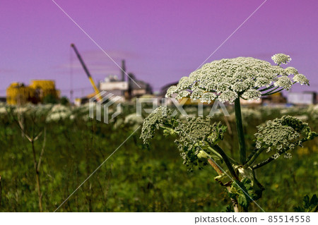 Sosnowsky''s hogweed is a dangerous herbaceous flowering plant. a giant flower against the red sky Sosnowsky''s hogweed is a dangerous herbaceous flowering plant. a giant flower against the red sky 85514558