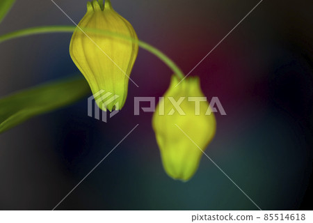 黃色的 Sandersonia 花盛開。學名是 Sandersonia。 黃色的 Sandersonia 花盛開。學名是 Sandersonia。 85514618