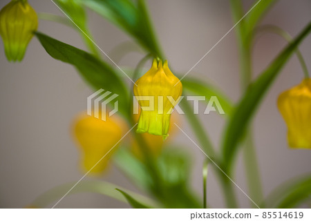 黃色的 Sandersonia 花盛開。學名是 Sandersonia。 黃色的 Sandersonia 花盛開。學名是 Sandersonia。 85514619