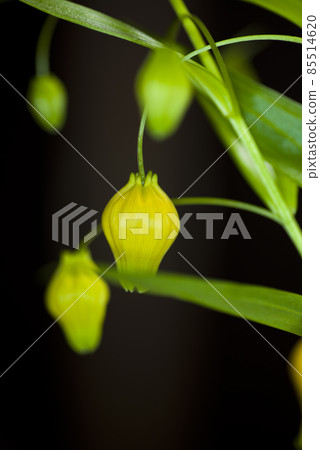 黃色的 Sandersonia 花盛開。學名是 Sandersonia。 黃色的 Sandersonia 花盛開。學名是 Sandersonia。 85514620