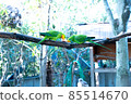 Superb parrot eating apples with two birds on a sunny morning 85514670
