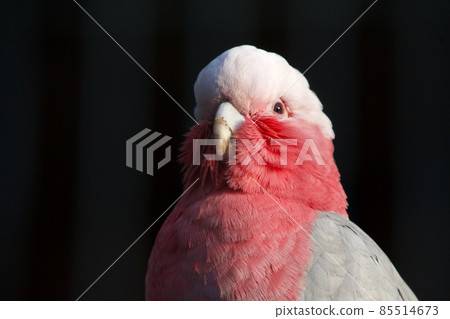 Galah with a surprised face 85514673