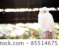 Little Corella 85514675