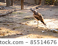 Australian stone-curlew in the sunset 85514676