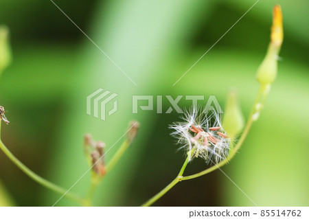 Alethy Noisy Fluff Alethy Noisy Fluff 85514762