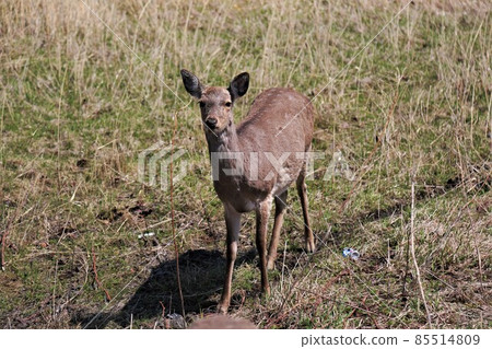 Yezo deer (Wakkanai, Hokkaido) 85514809