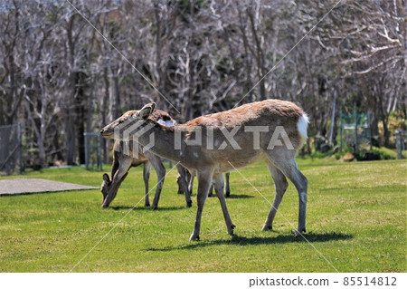 Yezo deer (Wakkanai, Hokkaido) Yezo deer (Wakkanai, Hokkaido) 85514812
