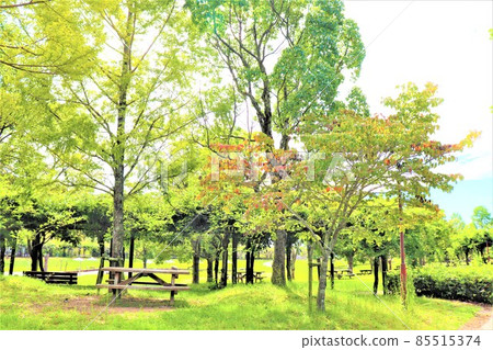 道路站 色里里公園 道路站 色里里公園 85515374