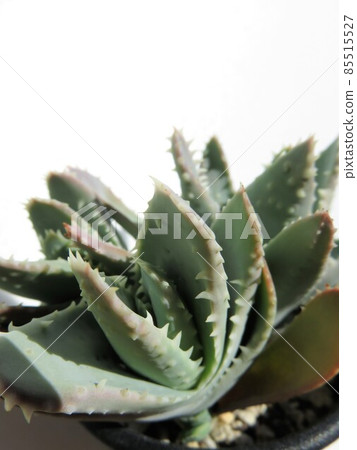 Brevifolia Brevifolia 85515527