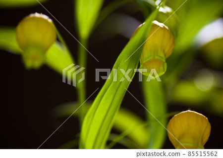 Yellow sandersonia flowers are in bloom. The scientific name is Sandersonia. 85515562