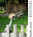 A portrait of Grey crowned crane Balearica regulorum with its stiff golden feathers on head looking at camera. 85515581