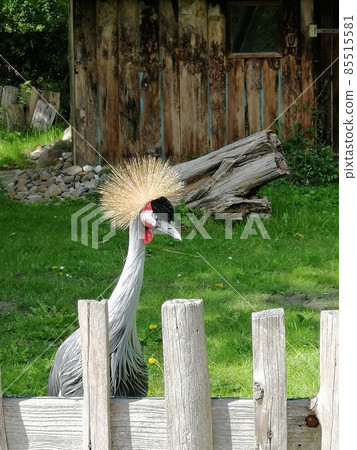 A portrait of Grey crowned crane Balearica regulorum with its stiff golden feathers on head looking at camera. A portrait of Grey crowned crane Balearica regulorum with its stiff golden feathers on head looking at camera. 85515581