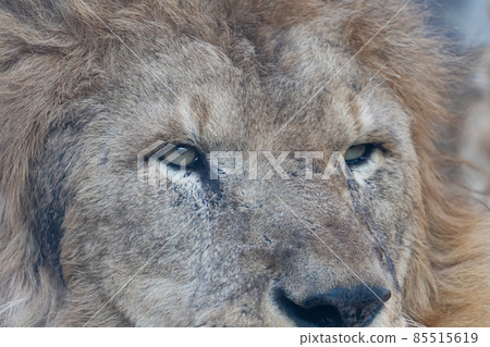 獅子特寫 85515619