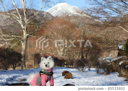 日本斯皮茨和Tateshina湖 85515932