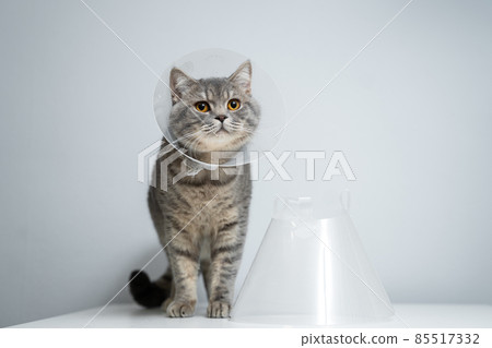 Portrait gray British cat wears collar to restore cone for pets after surgery, safety of wound healing against bite and licking wounds on gray background. Scottish Straight cat wearing funnel collar Portrait gray British cat wears collar to restore cone for pets after surgery, safety of wound healing against bite and licking wounds on gray background. Scottish Straight cat wearing funnel collar 85517332