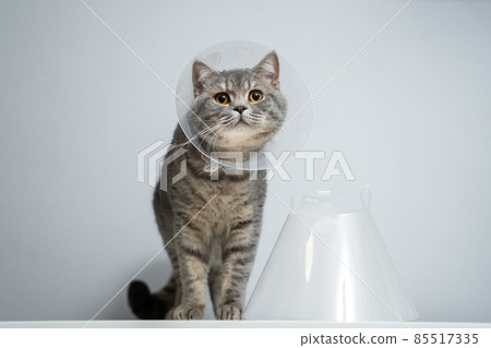 Plastic protective collar for animal on cat of British breed posing in studio. Recovery collar method of preventing animals from aggravating healing wound. Portrait scottish cat in veterinary collar Plastic protective collar for animal on cat of British breed posing in studio. Recovery collar method of preventing animals from aggravating healing wound. Portrait scottish cat in veterinary collar 85517335