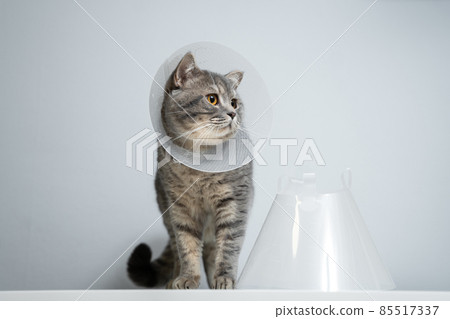 Gray Scottish Straight cat with yellow eyes in medical collar poses in studio on gray background. Elizabethan collar. Domestic cat in protective collar after surgery on examination table in clinic Gray Scottish Straight cat with yellow eyes in medical collar poses in studio on gray background. Elizabethan collar. Domestic cat in protective collar after surgery on examination table in clinic 85517337