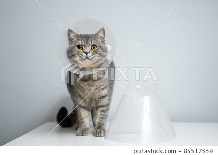 Scottish straight gray cat in veterinary plastic cone on head at recovery after surgery posing in animal clinic. Animal healthcare. Pet in funnel posing on examination table at veterinary hospital Scottish straight gray cat in veterinary plastic cone on head at recovery after surgery posing in animal clinic. Animal healthcare. Pet in funnel posing on examination table at veterinary hospital 85517339
