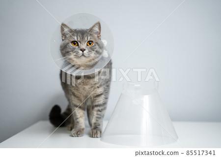 Portrait gray British cat wears collar to restore cone for pets after surgery, safety of wound healing against bite and licking wounds on gray background. Scottish Straight cat wearing funnel collar Portrait gray British cat wears collar to restore cone for pets after surgery, safety of wound healing against bite and licking wounds on gray background. Scottish Straight cat wearing funnel collar 85517341