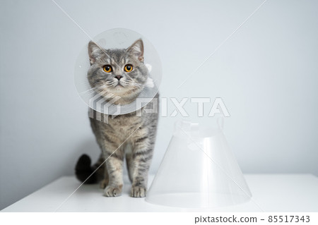 Plastic protective collar for animal on cat of British breed posing in studio. Recovery collar method of preventing animals from aggravating healing wound. Portrait scottish cat in veterinary collar Plastic protective collar for animal on cat of British breed posing in studio. Recovery collar method of preventing animals from aggravating healing wound. Portrait scottish cat in veterinary collar 85517343