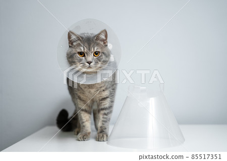 Gray Scottish Straight cat with yellow eyes in medical collar poses in studio on gray background. Elizabethan collar. Domestic cat in protective collar after surgery on examination table in clinic Gray Scottish Straight cat with yellow eyes in medical collar poses in studio on gray background. Elizabethan collar. Domestic cat in protective collar after surgery on examination table in clinic 85517351
