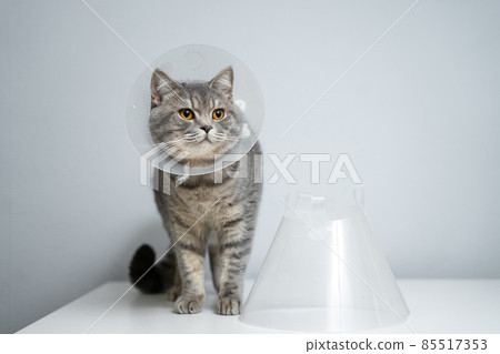 Scottish straight gray cat in veterinary plastic cone on head at recovery after surgery posing in animal clinic. Animal healthcare. Pet in funnel posing on examination table at veterinary hospital Scottish straight gray cat in veterinary plastic cone on head at recovery after surgery posing in animal clinic. Animal healthcare. Pet in funnel posing on examination table at veterinary hospital 85517353