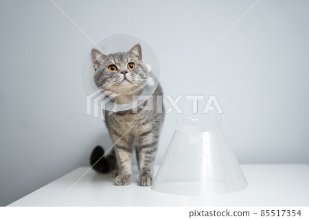 Portrait gray British cat wears collar to restore cone for pets after surgery, safety of wound healing against bite and licking wounds on gray background. Scottish Straight cat wearing funnel collar Portrait gray British cat wears collar to restore cone for pets after surgery, safety of wound healing against bite and licking wounds on gray background. Scottish Straight cat wearing funnel collar 85517354
