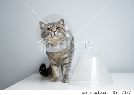 Plastic protective collar for animal on cat of British breed posing in studio. Recovery collar method of preventing animals from aggravating healing wound. Portrait scottish cat in veterinary collar Plastic protective collar for animal on cat of British breed posing in studio. Recovery collar method of preventing animals from aggravating healing wound. Portrait scottish cat in veterinary collar 85517357