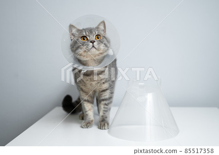 Gray Scottish Straight cat with yellow eyes in medical collar poses in studio on gray background. Elizabethan collar. Domestic cat in protective collar after surgery on examination table in clinic Gray Scottish Straight cat with yellow eyes in medical collar poses in studio on gray background. Elizabethan collar. Domestic cat in protective collar after surgery on examination table in clinic 85517358