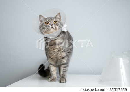 Scottish straight gray cat in veterinary plastic cone on head at recovery after surgery posing in animal clinic. Animal healthcare. Pet in funnel posing on examination table at veterinary hospital Scottish straight gray cat in veterinary plastic cone on head at recovery after surgery posing in animal clinic. Animal healthcare. Pet in funnel posing on examination table at veterinary hospital 85517359