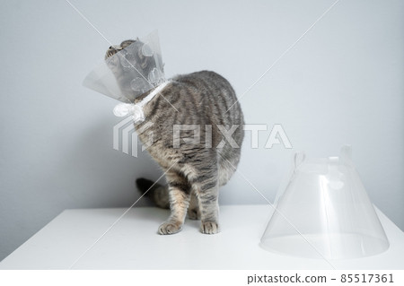 Plastic protective collar for animal on cat of British breed posing in studio. Recovery collar method of preventing animals from aggravating healing wound. Portrait scottish cat in veterinary collar Plastic protective collar for animal on cat of British breed posing in studio. Recovery collar method of preventing animals from aggravating healing wound. Portrait scottish cat in veterinary collar 85517361